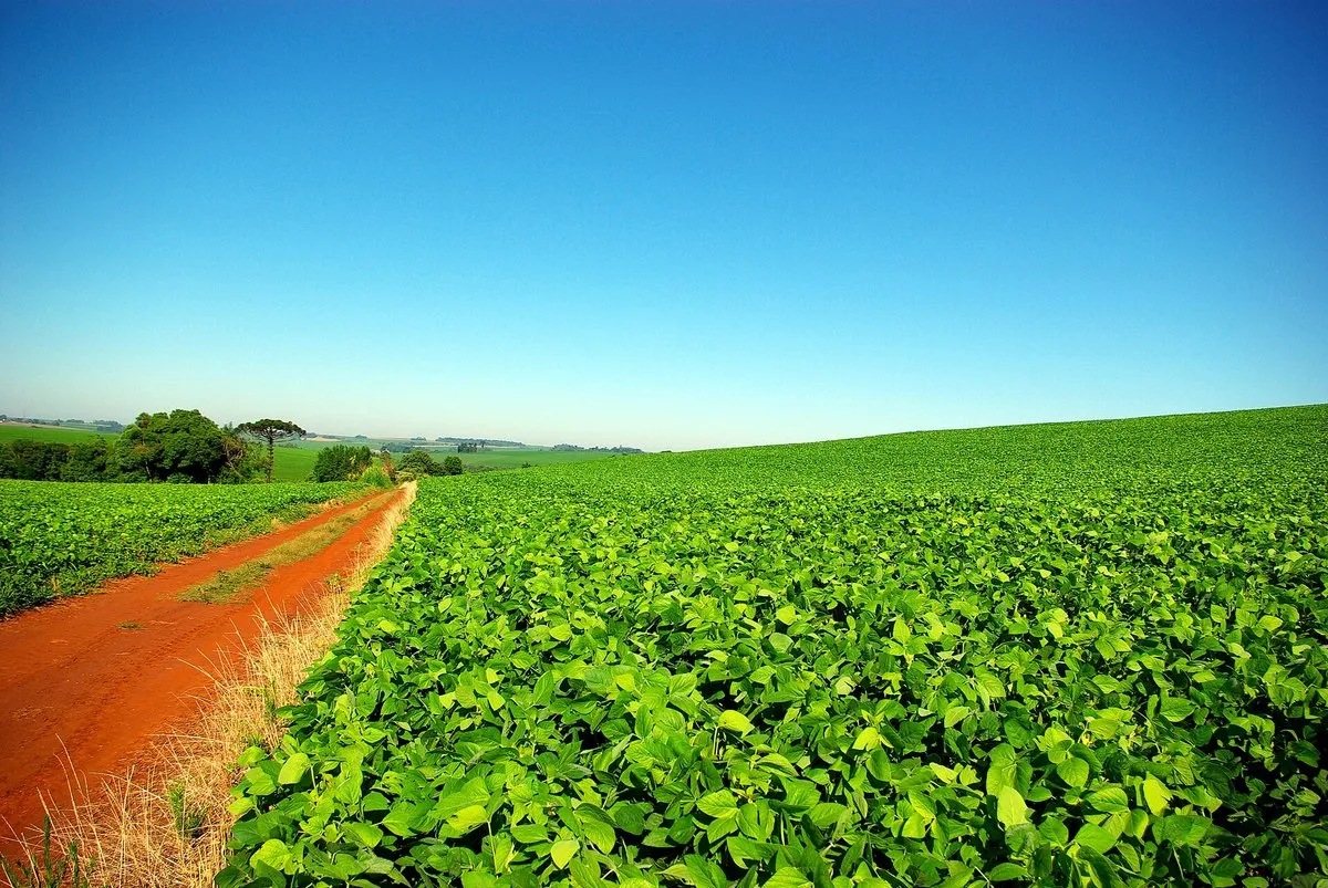 Lavoura de soja verde ao lado de uma estrada de terra vermelha, sob céu azul